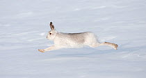 Mountain hare (Lepus timidus) in winter coat running across snow, stretched at full length, Scotland, UK, February