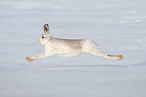 Mountain hare (Lepus timidus) in winter coat running across snow, stretched at full length, Scotland, UK, February. 2020VISION Exhibition. 2020VISION Book Plate.