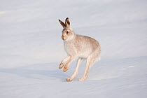 Mountain hare (Lepus timidus) in winter coat coming to a stop after running, Scotland, UK, February