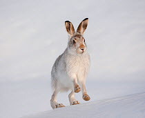 Mountain hare (Lepus timidus) in winter coat, running up a snow-covered slope, Scotland, UK, February. Did you know? Mountain hares'  feet act like snowshoes, spreading out the animal's weight over th...