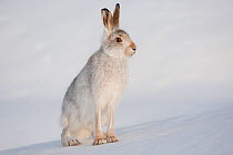 Mountain hare (Lepus timidus) in winter coat, standing in the snow, Scotland, UK, February
