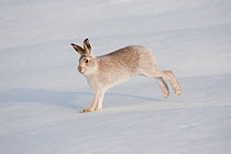 Mountain hare (Lepus timidus) in winter coat, running across snow, Scotland, UK, February.
