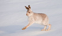 Mountain hare (Lepus timidus) in winter coat, running across snow, Scotland, UK, February