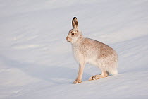 Mountain hare (Lepus timidus) in winter coat, sitting in snow, Scotland, UK, January. Did you know? In harsh weather, mountain hares can gather in groups of up to 70 for shelter and to eat.