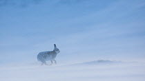 Mountain hare (Lepus timidus) in winter coat, running through wind-blown spindrift snow, Scotland, UK, January