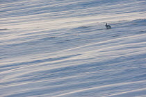 Mountain hare (Lepus timidus) in winter coat sitting on a snow field, with wind-blown spindrift snow, Scotland, UK, January