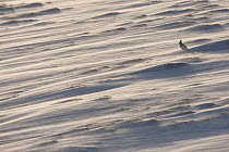 Mountain hare (Lepus timidus) in winter coat sitting on a snow field, with wind-blown spindrift snow, Scotland, UK, January
