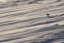 Mountain hare (Lepus timidus) in winter coat running across a snow field, with wind-blown spindrift snow, Scotland, UK, January