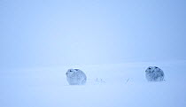 Two Mountain hares (Lepus timidus) in winter coats sat in snow, Scotland, UK, January