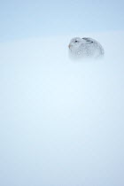 Mountain hare (Lepus timidus) in winter coat, sitting in snow, Scotland, UK, January