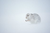 Mountain hare (Lepus timidus) in winter coat, grooming in snow, Scotland, UK, January