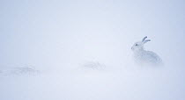 Mountain hare (Lepus timidus) in winter coat, sitting in snow, Scotland, UK, January