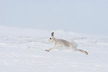 Mountain hare (Lepus timidus) in winter coat,running across snow, Scotland, UK, January