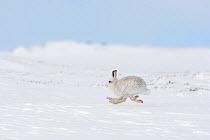 Mountain hare (Lepus timidus) in winter coat, running across snow, Scotland, UK, January