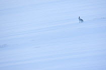 Mountain hare (Lepus timidus) in winter coat, sitting in snow, Cairngorms NP, Scotland, UK, January