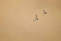 Two Oystercatchers (Haematopus ostralegus) flying through mist above the Solway Firth, Scotland, UK, April