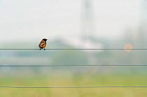 Male Stonechat (Saxicola torquatus), with industrial buildings in background, Rainham Marshes RSPB reserve, Thames Futurescapes Project, Essex, England, UK, November