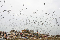 Large flock of Gulls (Larus sp.) flying over a landfill site, Pitsea, Essex, England, UK, November 2011