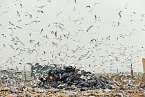 Lesser black-backed gulls (Larus fuscus), Herring gulls (Larus argentatus), Black-headed gulls (Larus ridibundus) and Starlings (Sturnus vulgaris) feeding on landfill site, Pitsea, Essex, England, UK,...