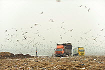 Mixed flock of Gulls (Larus sp.) flying over a landfill site, Pitsea, Essex, England, UK, November 2011
