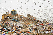 Mixed flock of Gulls (Larus sp.) flying over landfill site, Pitsea, Essex, UK, November 2011