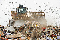 Mixed flock of Gulls (Larus sp.) flying over a landfill site, Pitsea, Essex, England, UK