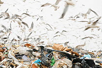 Veolia Landfill Site, Pitsea, Essex, UK. Lesser black-backed gulls (Larus fuscus), herring gulls (Larus argentatus), black-headed gulls (Larus ridibundus) feeding on landfill site.