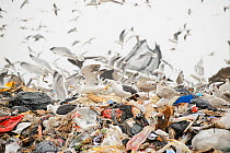 Lesser black-backed gulls (Larus fuscus), Herring gulls (Larus argentatus), Black-headed gulls (Larus ridibundus) and Starlings (Sturnus vulgaris) feeding on landfill site, Pitsea, Essex, England, UK,...