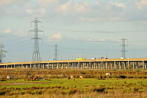 Cattle grazing on Rainham Marshes RSPB Reserve, with major arterial road in background, RSPB Greater Thames Futurescapes Project, Rainham, Essex, England, UK, November 2011
