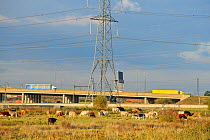 Cattle grazing on Rainham Marshes RSPB Reserve, with major arterial road in background, RSPB Greater Thames Futurescapes Project, Rainham, Essex, England, UK, November 2011