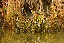 Sea Aster (Tripolium pannonicum) growing in brackish ditch, Wallasea Wild Coast Project, RSPB Greater Thames Futurescapes project, Wallasea Island, Essex, England, UK, November