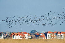 Flock of Pale-bellied brent geese (Branta bernicla) flying over town of Burnham-on-Crouch, Wallasea Wild Coast Project, RSPB Greater Thames Futurescapes Project, Wallasea Island, Essex, England, UK, N...