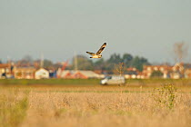 Short-eared owl (Asio flammeus) hunting over farmland, with Burnham-on-Crouch in background, Wallasea Wild Coast Project, RSPB Greater Thames Futurescapes Project, Wallasea Island, Essex, England, UK,...