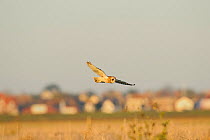Short-eared owl (Asio flammeus) hunting over farmland, with Burnham-on-Crouch in background, Wallasea Wild Coast Project, RSPB Greater Thames Futurescapes Project, Wallasea Island, Essex, England, UK,...