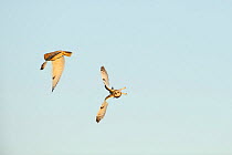 Two Short-eared owls (Asio flammeus) flying over farmland, Wallasea Wild Coast Project, RSPB Greater Thames Futurescapes Project, Wallasea Island, Essex, England, UK, November