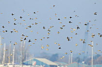 Mixed flock of Corn buntings (Emberiza calandra) and Starlings (Sturnus vulgaris) in flight, Wallasea Wild Coast Project, RSPB Greater Thames Project, Wallasea Island, Essex, UK, November
