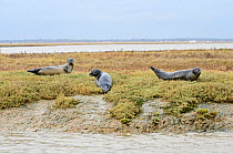Common seals (Phoca vitulina) resting on saltmarsh, Wallasea Wild Coast Project, RSPB Greater Thames Futurescapes Project, Wallasea Island, Essex, England, UK, October