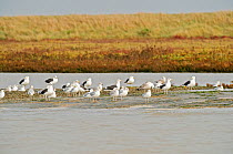 Mixed flock of Lesser black-backed gulls (Larus fuscus) and Herring gulls (Larus argentatus), Wallasea Wild Coast Project, RSPB Greater Thames Futurescapes Project, Wallasea Island, Essex, England, UK...