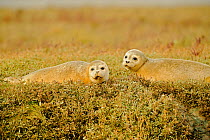 Common seals (Phoca vitulina) hauled out on saltmarsh, Wallasea Wild Coast Project, RSPB Greater Thames Futurescapes Project, Wallasea Island, Essex, England, UK, October