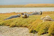 Common seals (Phoca vitulina) hauled out on saltmarsh, Wallasea Wild Coast Project, RSPB Greater Thames Futurescapes Project, Wallasea Island, Essex, England, UK, October