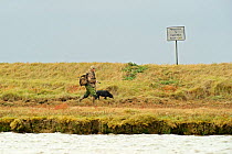 Wildfowler walking along shore of Foulness Island, Wallasea Wild Coast Project, RSPB Greater Thames Futurescapes Project, Wallasea Island, Essex, England, UK, October