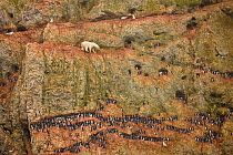 Polar Bear (Ursus maritimus) sub-adult male on cliff  searching for eggs in Brunnich's Guillemot nests, as gulls look on from above. This unusual behaviour happens when when lack of sea-ice prevents t...