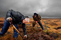 RSPB volunteers carrying out conservation work on moorland, Peak District NP, April 2011