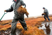 RSPB volunteers carrying out conservation work on moorland, Peak District NP, April 2011