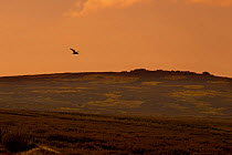 Curlew (Numenius arquata) in flight over moorland at sunset, Peak District NP, UK, June 2011