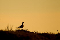 Golden plover (Pluviaris apricaria) silhouetted against the skyline at sunset, Peak District NP, UK, June 2011