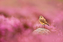 Wheatear, (Oenanthe oenanthe) perched on gritstone rock amongst flowering heather (Ericaceae sp), Peak District NP, August 2011. Did you know? The wheatear is only in the UK during summer months - the...