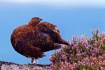 Red grouse (Lagopus lagopus scoticus) standing on gritstone boulder with flowering heather (Ericaceae sp), Peak District NP, August 2011. Did you know? While the female grouse is incubating her eggs,...