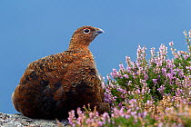 Red grouse (Lagopus lagopus scoticus) sitting on a gritstone boulder, with flowering heather (Ericaceae sp), Peak District NP, August 2011