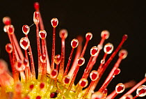 Close-up of the tentacles of a Sundew (Drosera rotundifolia), with secretions of mucilage, Peak District NP, August 2011. 2020VISION Exhibition.